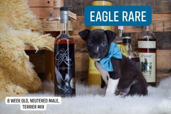 Eagle Rare -  Terrier Dog for Adoption in Sevierville, Tennessee - Eagle Rare | PetCurious