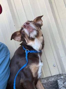 Australian Kelpie Dogs Available for Adoption - Lacy (CP) | PetCurious