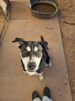 Rescue Mixed Breed Dogs for Adoption in Roosevelt, Utah - Hendrix | PetCurious