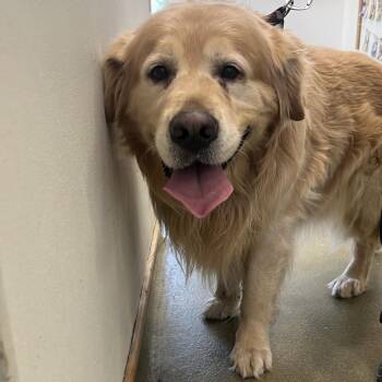 71205 -  Golden Retriever Dog for Adoption in Harrisonburg, Virginia - 71205 | PetCurious