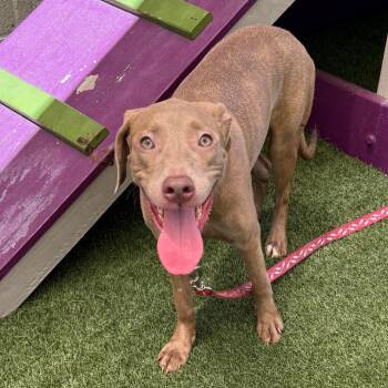 Cami -  Pit Bull Terrier Dog for Adoption in Los Angeles, California - Cami | PetCurious