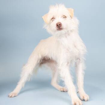 Terrier Dogs Available for Adoption in Portland, Oregon - Florence | PetCurious