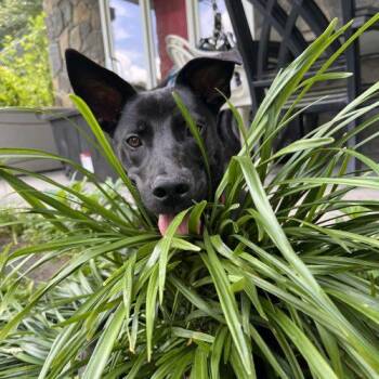 Lexi -  Labrador Retriever and Mixed Breed Dog for Adoption in Leesburg, Alabama - Lexi | PetCurious