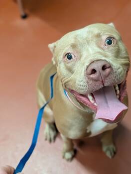 Rescue Mixed Breed Dogs for Adoption in Douglasville, Georgia - Dutchess | PetCurious