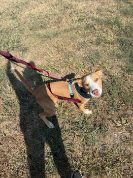 Rescue German Shepherd Dog and Labrador Retriever Dogs for Adoption in Corning, Arkansas - Dobby | PetCurious
