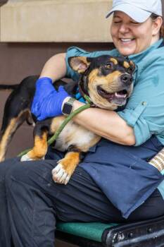 Oompas -  Mixed Breed Dog for Adoption in Chamblee, Georgia - Oompas | PetCurious