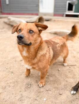Corgi and Mixed Breed Dogs Available for Adoption in Severance, Colorado - Waffles | PetCurious