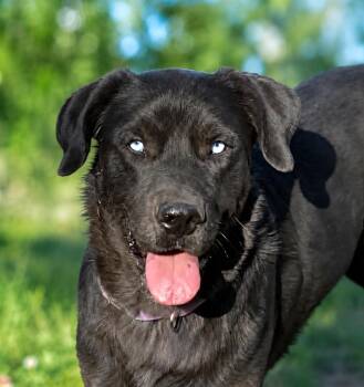 Sky -  Labrador Retriever Dog for Adoption in San Antonio, Texas - Sky | PetCurious