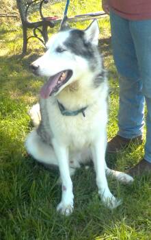 260980  Titan -  Siberian Husky Dog for Adoption in Wetumpka, Alabama - 260980  Titan | PetCurious