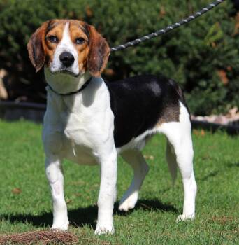 Beagle Dogs Available for Adoption in Portage, Wisconsin - Jerry | PetCurious