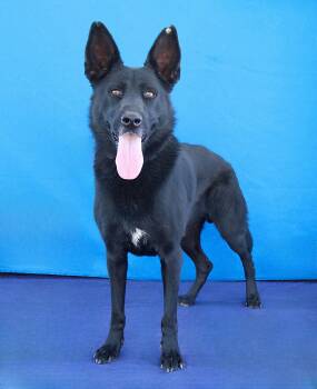 ALPHA -  German Shepherd Dog Dog for Adoption in Pasadena, California - ALPHA | PetCurious
