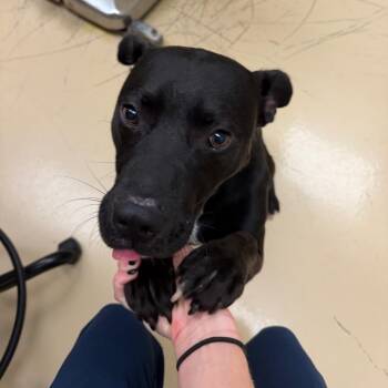 Chug Jug -  Mixed Breed Dog for Adoption in Winston-salem, North Carolina - Chug Jug | PetCurious