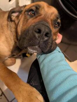 Rescue Mastiff Dogs for Adoption in Southport, Indiana - Margot (Foster Needed) | PetCurious