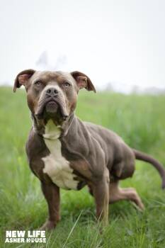 Rescue Pit Bull Terrier Dogs for Adoption in Portland, Oregon - Rupert | PetCurious
