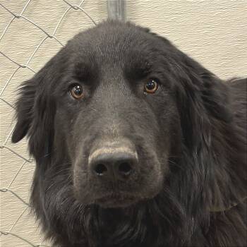 Rescue Mixed Breed Dogs for Adoption in Las Cruces, New Mexico - Groot | PetCurious