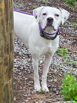 Boxer Dogs Available for Adoption in Mckeesport, Pennsylvania - Olive | PetCurious