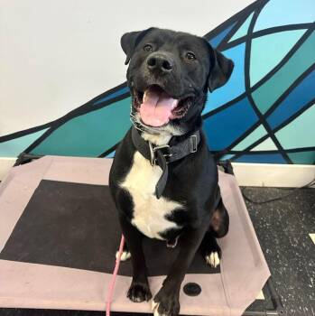 Rescue Labrador Retriever and Mastiff Dogs for Adoption in Brooks, Maine - Klaus | PetCurious