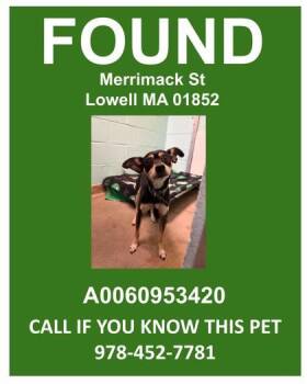 Mixed Breed Dogs Available for Adoption in Lowell, Massachusetts - Merrimack | PetCurious