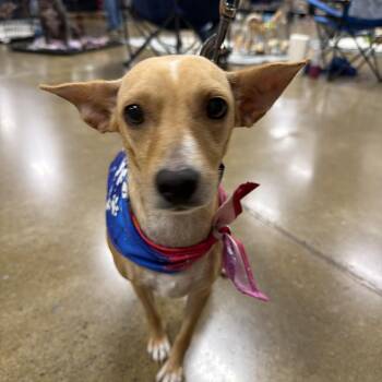 Caroline -  Chihuahua Dog for Adoption in Eugene, Oregon - Caroline | PetCurious