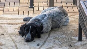 Georgia -  Pointer Dog for Adoption in Sunnyvale, California - Georgia | PetCurious