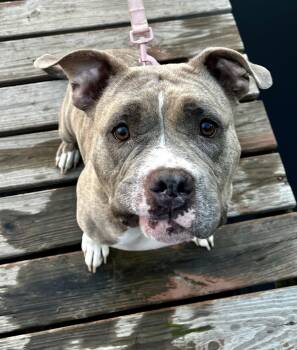 Peaches* -  Pit Bull Terrier and American Bulldog Dog for Adoption in Brooklyn Center, Minnesota - Peaches* | PetCurious