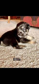 Ellis -  Goldendoodle Dog for Adoption in Marietta, Georgia - Ellis | PetCurious