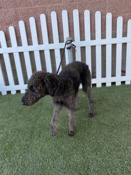 Rescue Poodle Dogs for Adoption in Modesto, California - GODIVA | PetCurious