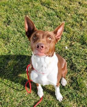 Rescue Pit Bull Terrier and Australian Cattle Dog Blue Heeler Dogs for Adoption in Pocatello, Idaho - Vee | PetCurious