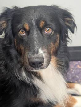 Teddy -  Australian Shepherd and Mixed Breed Dog for Adoption in Divide, Colorado - Teddy | PetCurious