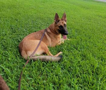 Rescue German Shepherd Dog and Belgian Shepherd Malinois Dogs for Adoption in Lockhart, Texas - DAX | PetCurious