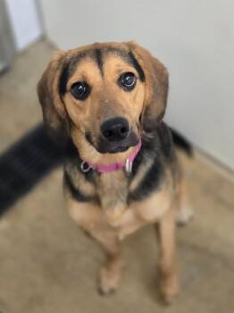 Beagle and German Shepherd Dog Dogs Available for Adoption in Viroqua, Wisconsin - Autumn | PetCurious
