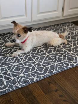 Scruff -  Terrier Dog for Adoption in Orland Park, Illinois - Scruff | PetCurious