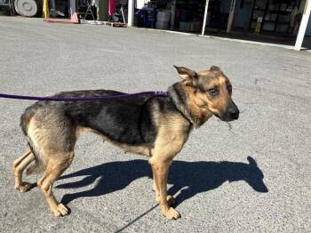 PAISLEY -  German Shepherd Dog Dog for Adoption in Kent, Washington - PAISLEY | PetCurious