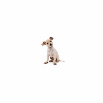 Dune -  Chihuahua and Mixed Breed Dog for Adoption in Los Angeles, California - Dune | PetCurious