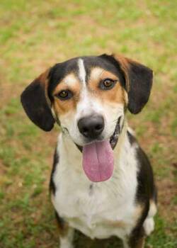 Fred 62850 -  Mixed Breed Dog for Adoption in Aiken, South Carolina - Fred 62850 | PetCurious