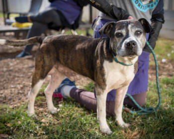 Rescue Mixed Breed Dogs for Adoption in Atlanta, Georgia - Norm | PetCurious