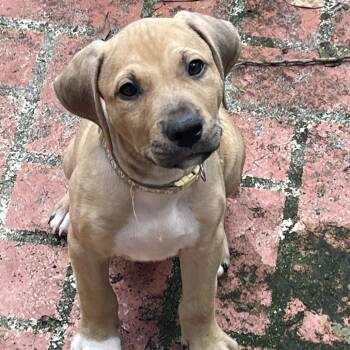 Nugget -  Mixed Breed Dog for Adoption in Port Charlotte, Florida - Nugget | PetCurious