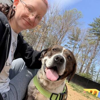 Embark -  Pit Bull Terrier Dog for Adoption in Lynchburg, Virginia - Embark | PetCurious