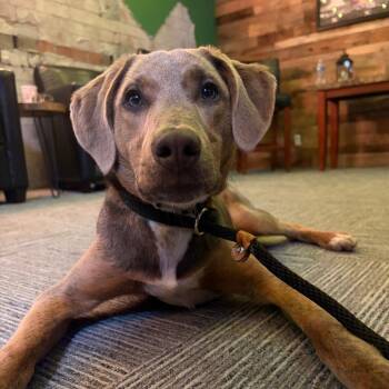 Hound and Terrier Dogs Available for Adoption in Nashville, Tennessee - Loki | PetCurious