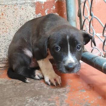 Pit Bull Terrier Dogs Available for Adoption in Douglas, Arizona - (CCSO) Moose | PetCurious