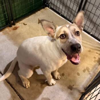 Keely -  Labrador Retriever Dog for Adoption in Birmingham, Alabama - Keely | PetCurious