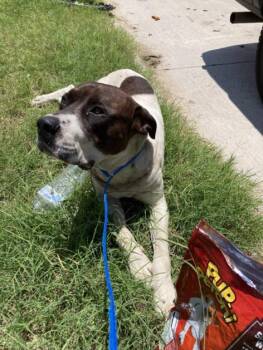 LAMAR -  Mixed Breed Dog for Adoption in Dallas, Texas - LAMAR | PetCurious