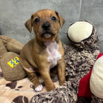 MADISON Springs -  Chihuahua Dog for Adoption in West Palm Beach, Florida - MADISON Springs | PetCurious