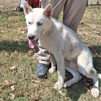 Viktor -  Husky Dog for Adoption in Denison, Texas - Viktor | PetCurious