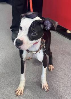 Gazelle -  Mixed Breed Dog for Adoption in West Chester, Pennsylvania - Gazelle | PetCurious