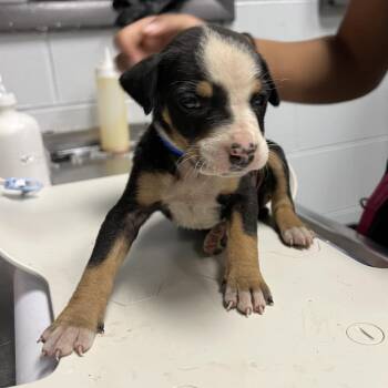 Mixed Breed Dogs Available for Adoption - Poppy | PetCurious