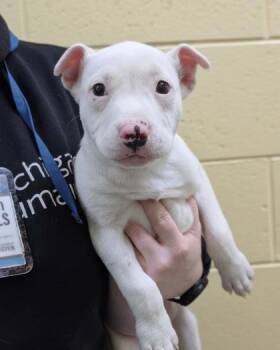 Pit Bull Terrier and Mixed Breed Dogs Available for Adoption - Spruce | PetCurious