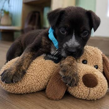 Aspen -  Shepherd Dog for Adoption in Houston, Texas - Aspen | PetCurious