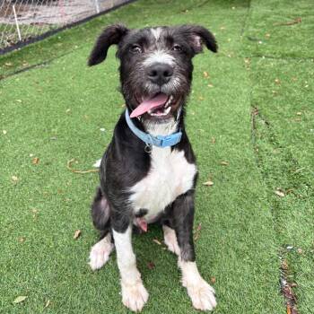 Eli -  Black Labrador Retriever and Poodle Dog for Adoption in Port Richey, Florida - Eli | PetCurious