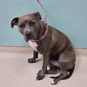 Koa -  Pit Bull Terrier and Cane Corso Dog for Adoption in Incline Village, Nevada - Koa | PetCurious